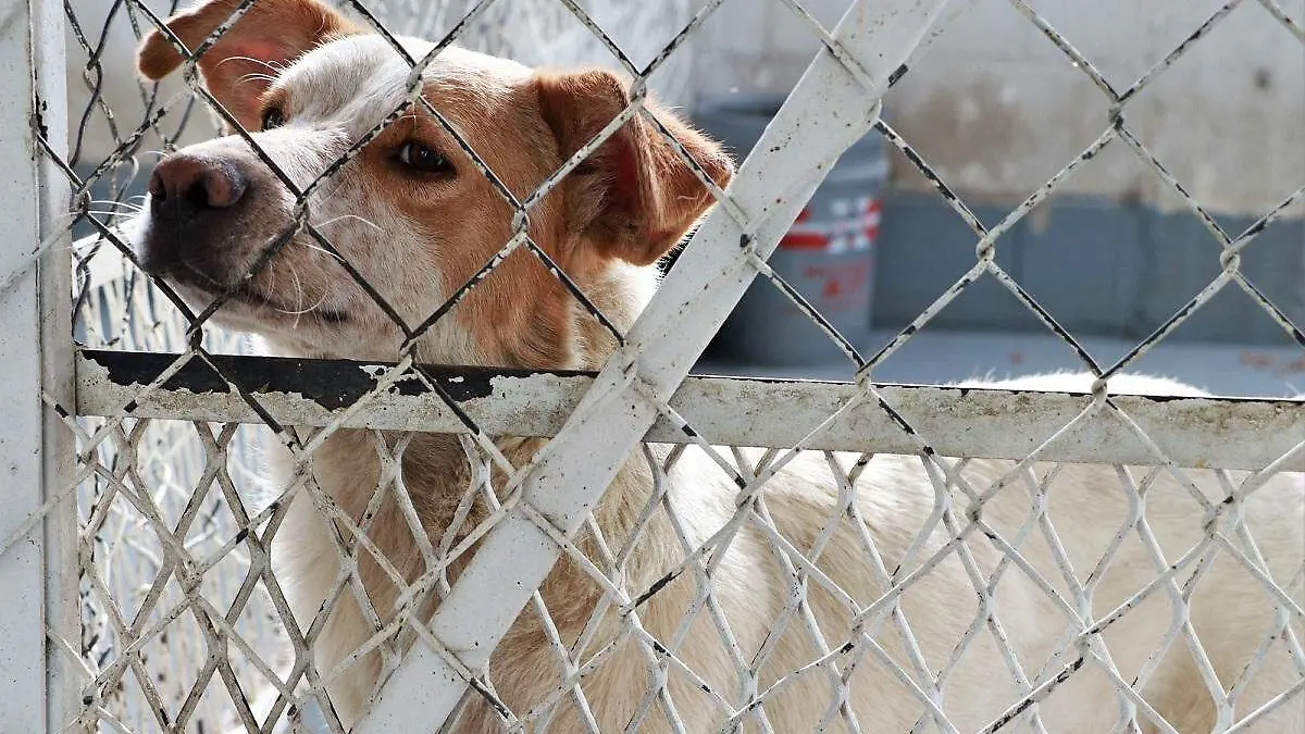 Centro de Atención Canina y Felina  (8)